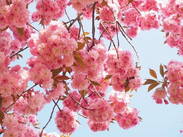 Kirschblüte
