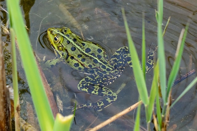Frosch
