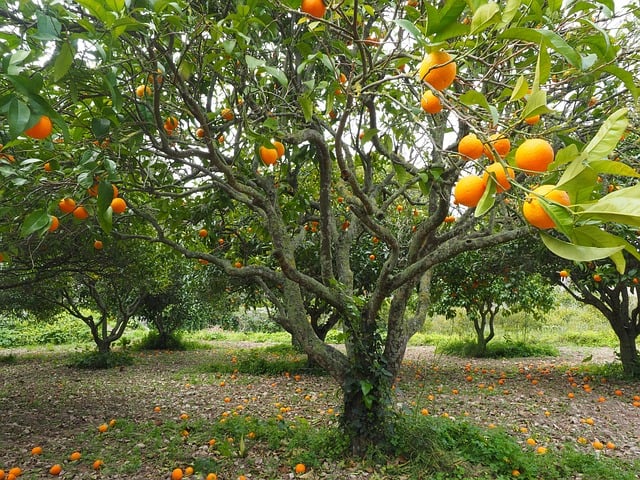 Orangenfeld