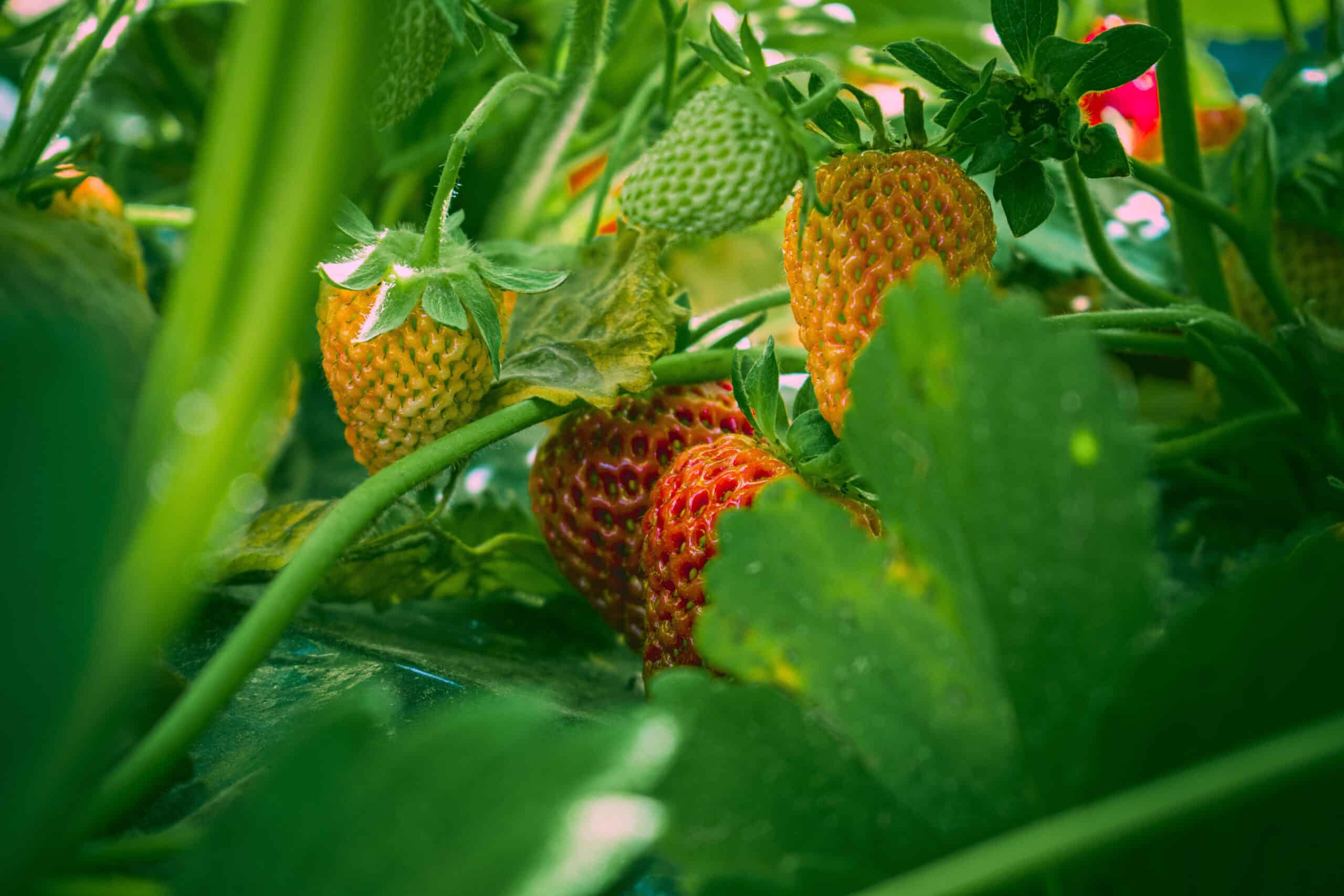 Erste Erdbeeren
